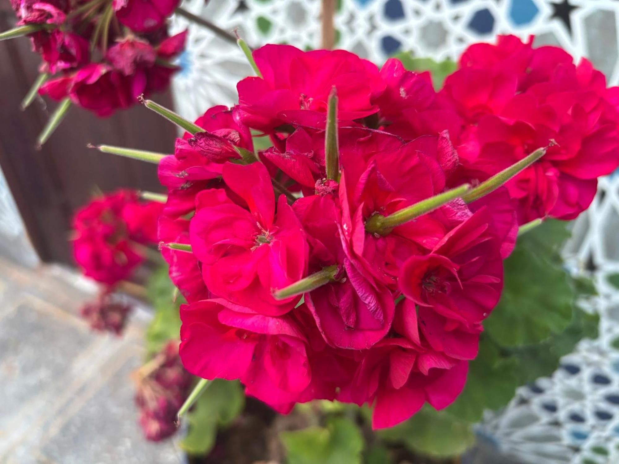 הוילה סידי איפני Casa Morisca מראה חיצוני תמונה