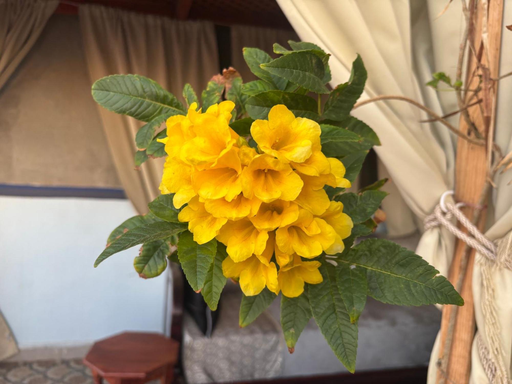הוילה סידי איפני Casa Morisca מראה חיצוני תמונה